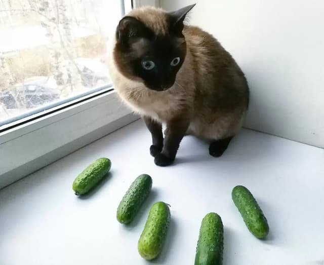 Cat scared of cucumber
